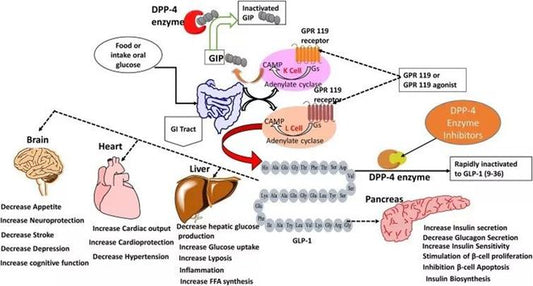 The birth of the blockbuster GLP-1 drug