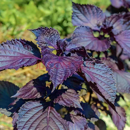 Close-up of fresh Perilla frutescens leaves (Zi Su), a mint-family herb used in Traditional Chinese Medicine and cooking.