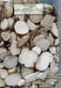 Dahurian Angelica Root (Bai Zhi): The Ancient Herb for Sinus Relief & Headaches